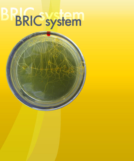 BRIC