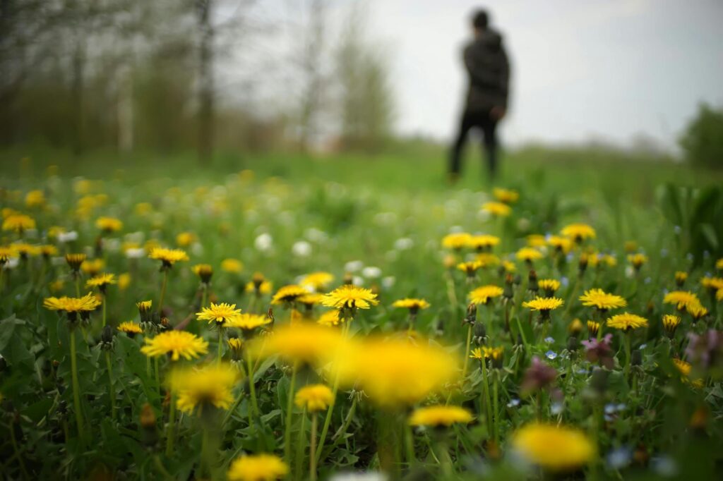 shallow focus yellow daisies