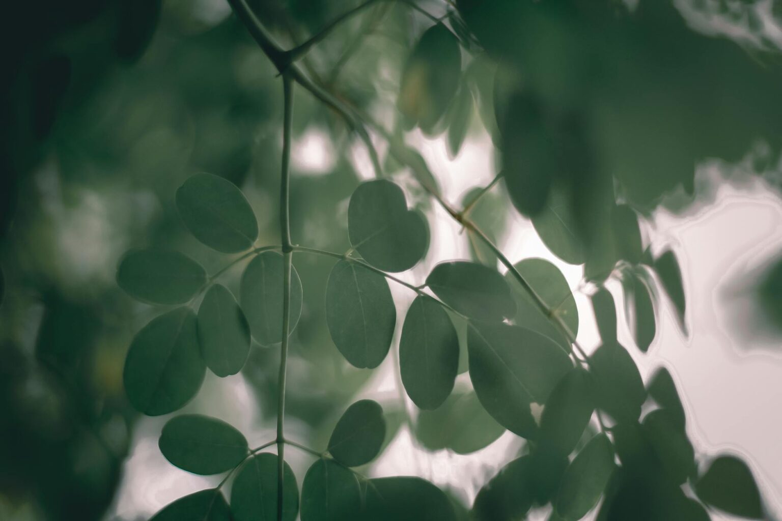 leaves of horseradish tree in daylight