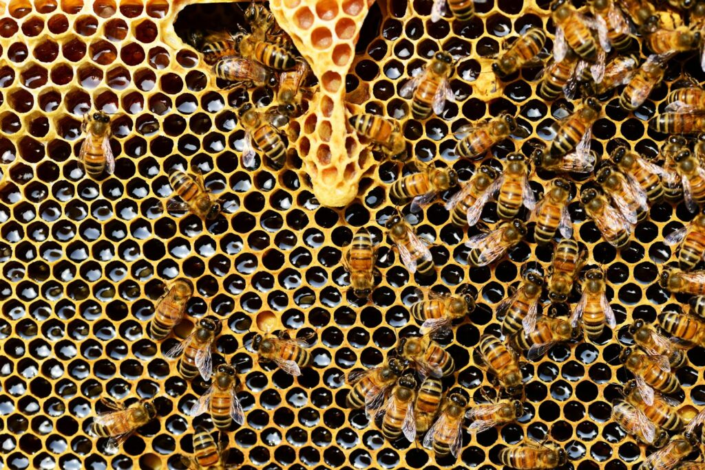 top view of bees putting honey